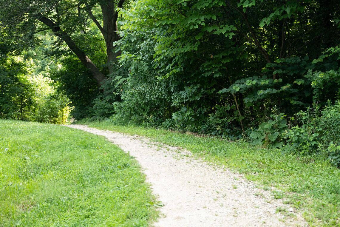 one of the meeting places of 100 people listening, a path through the woods