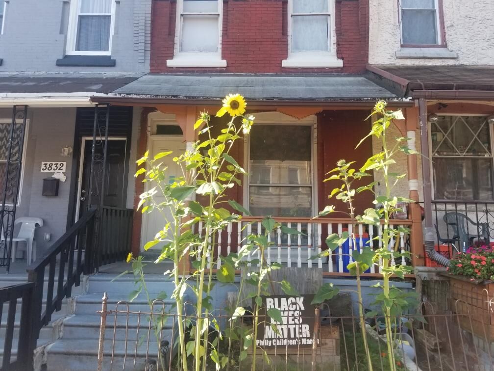 a front yard in the city with sunflowers growing in it
