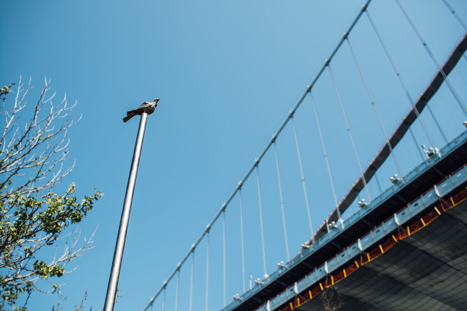 small bronze bird on 12 foot poleBenjamin Franklin Bridge in the backround