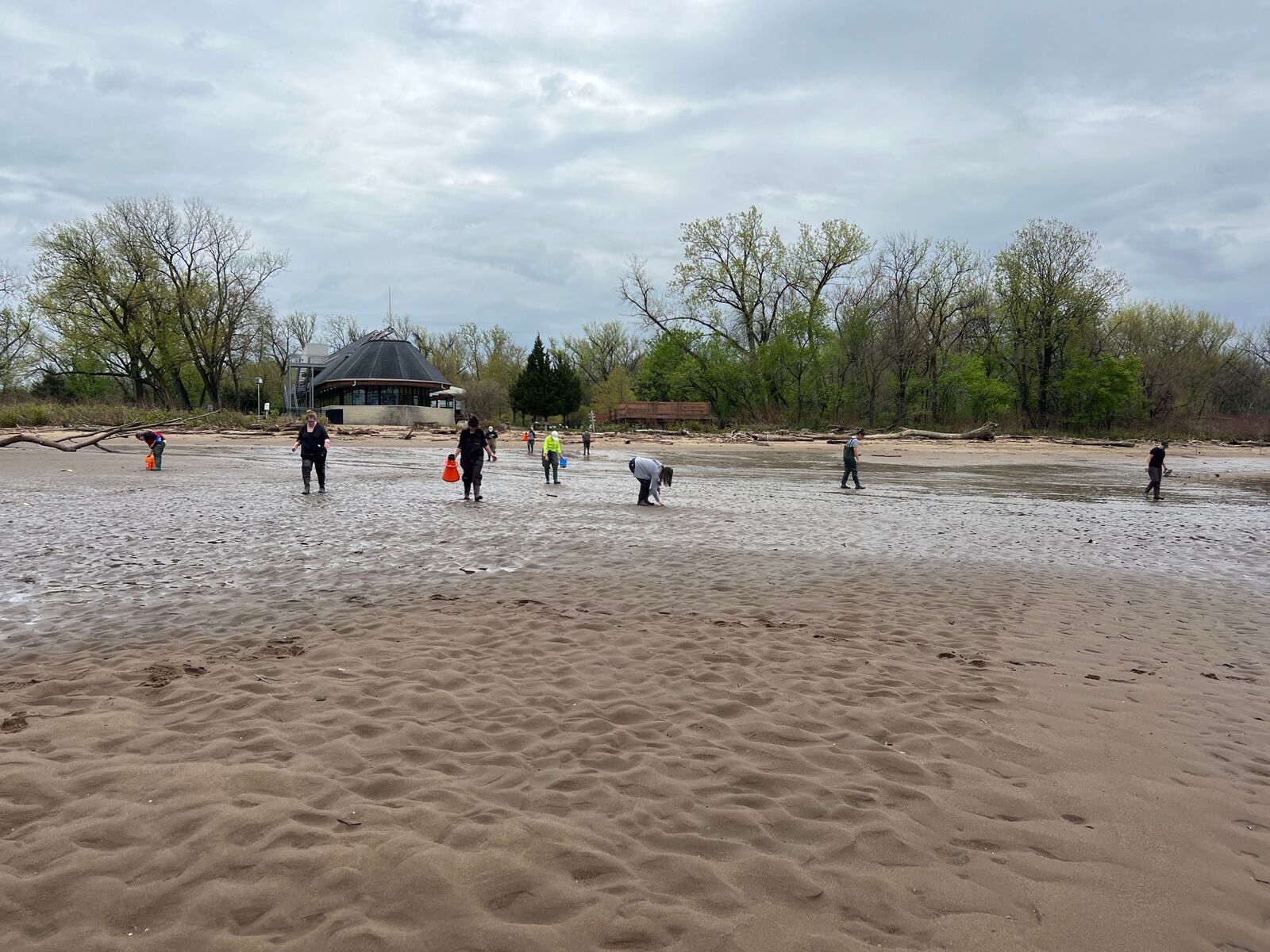 Volunteers collection mussel shells during low tide