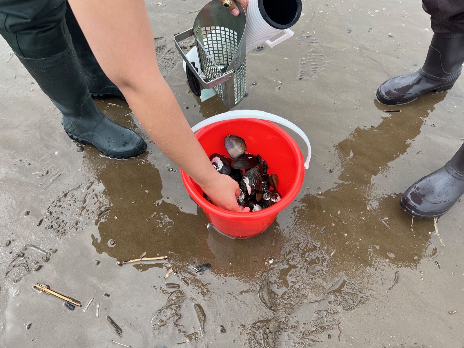 Person putting mussels into a red bucket that sits on a sandy beach