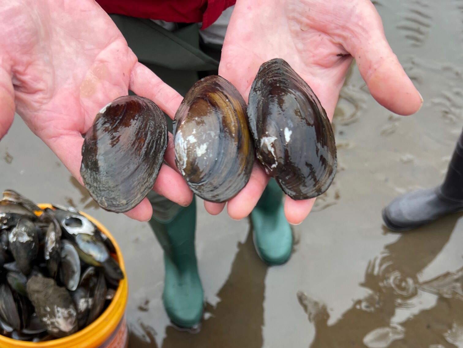 Person holding three mussels in their hands while standing on sandy beach. On the lower left side of frame sits two buckets, one yellow and one red, both are filled with mussels